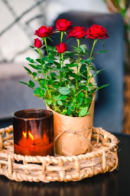 Mini Red Rose Plant