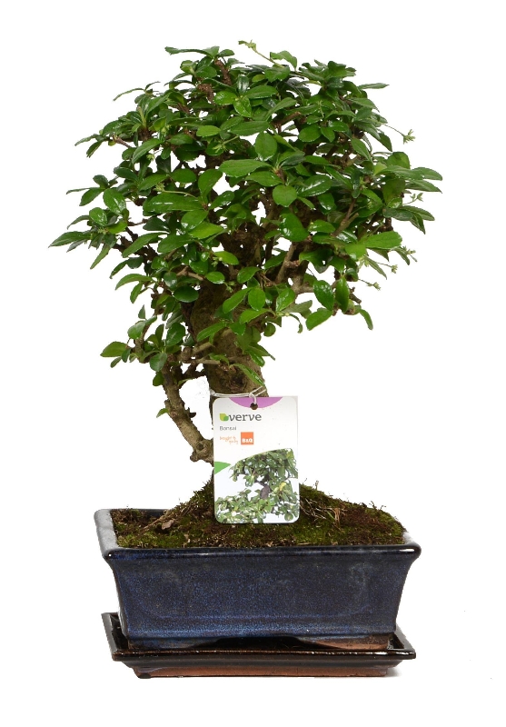  Bonsai  Plant in a ceramic pot  Flowers Delivery 4 U 