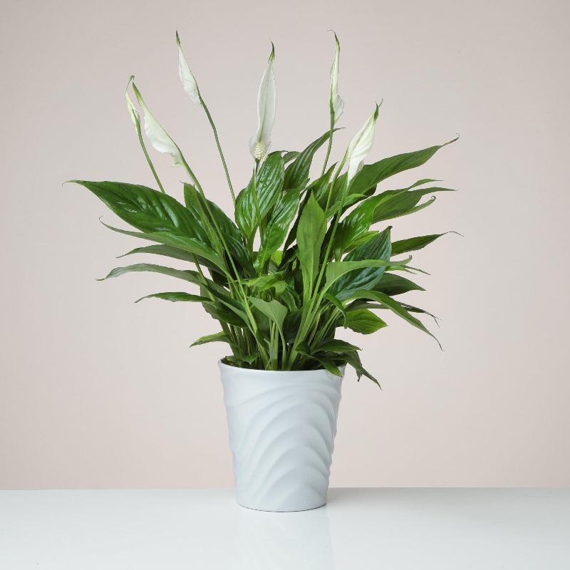Peace Lily plant in a ceramic pot Flowers Delivery 4 U Southall