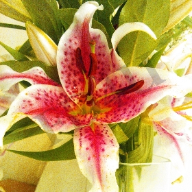 Fragrant Pink Lily Bouquet