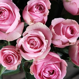 Classic Pink Roses Bouquet