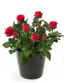 Rose Plant in a Gift Bag
