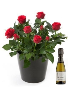 Rose Plant With Prosecco