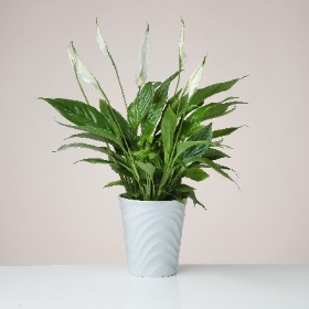 Peace Lily plant in a ceramic pot
