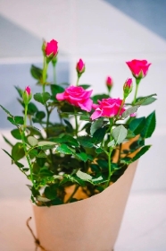 Mini Pink Rose Plant