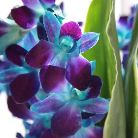Electric Blue Orchids