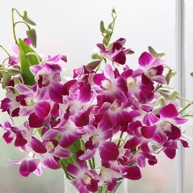 Purple Orchids