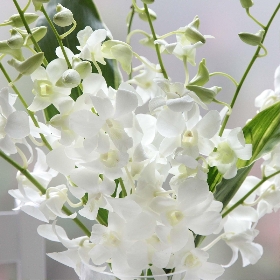 Pure White Orchids