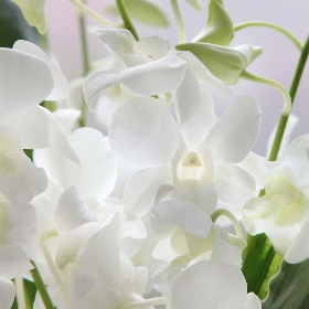 Pure White Orchids